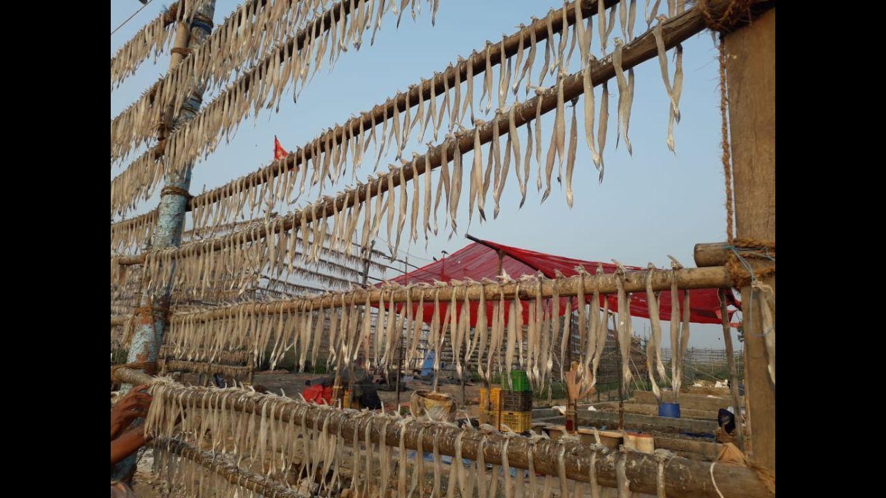 Seasonal Seafood: How Mumbai’s Kolis relish dried fish on rainy days